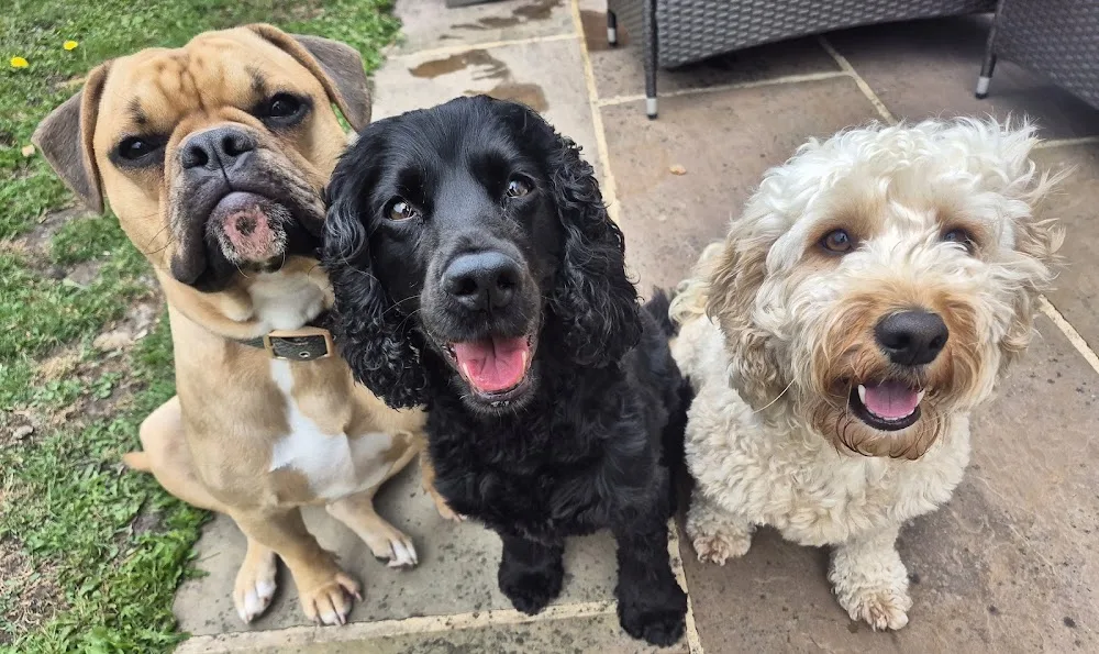 LJOK Pet Services - Dog Boarding & Dog Walking Bingley - Ilkley pet otel