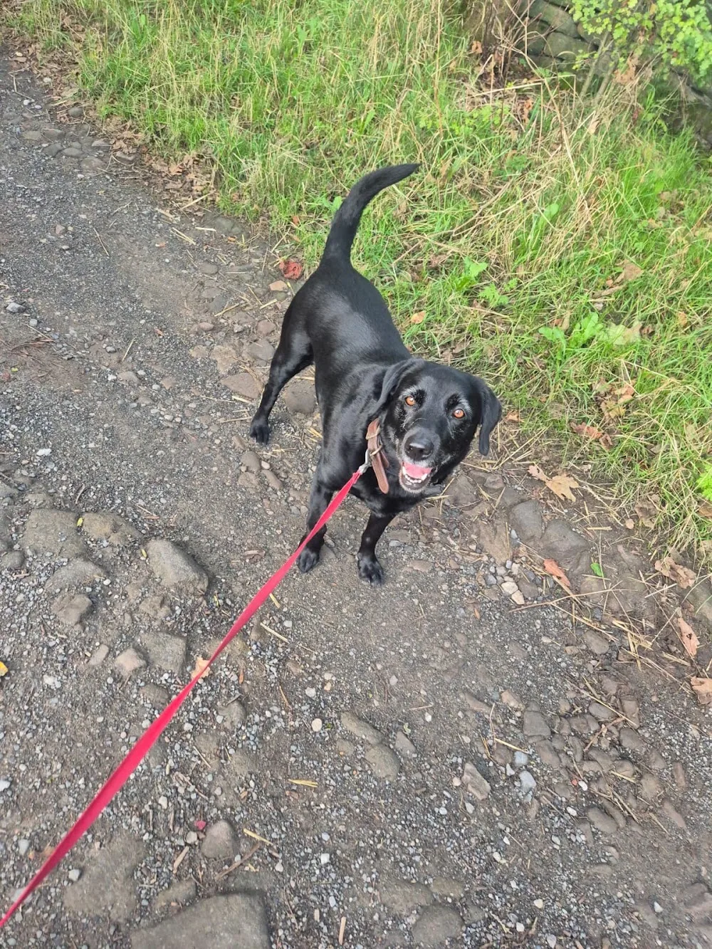 LJOK Pet Services - Dog Boarding & Dog Walking Bingley - Ilkley pet otel görseli 3