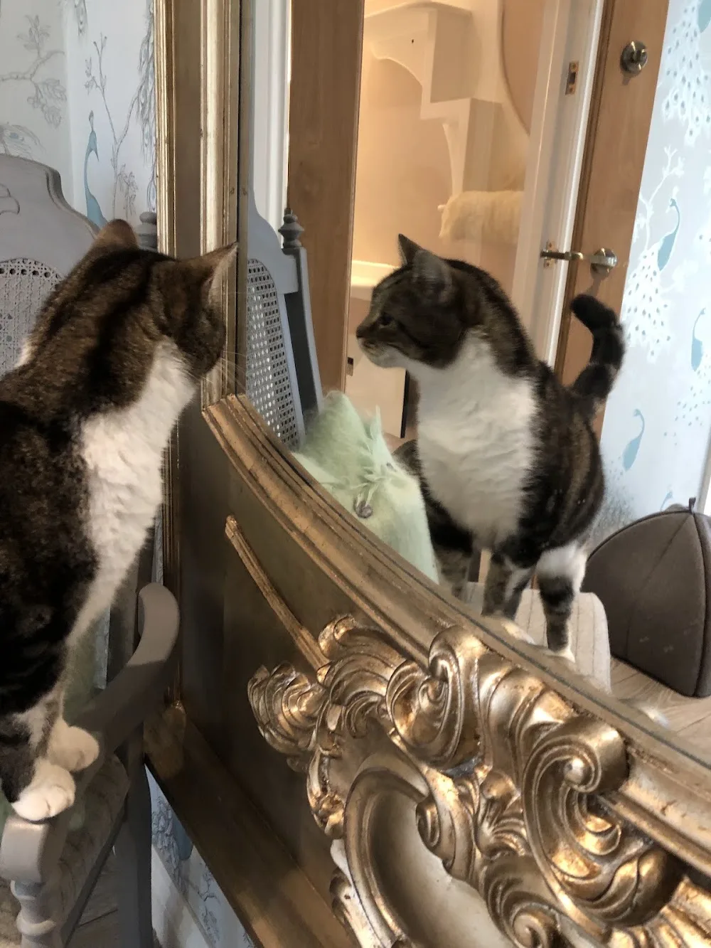 Paw Seasons Boutique Feline Hotel - Ilkley pet otel