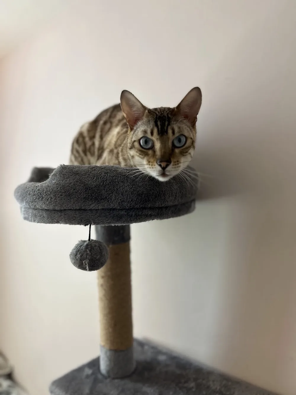 Paw Seasons Boutique Feline Hotel - Ilkley pet otel görseli 3