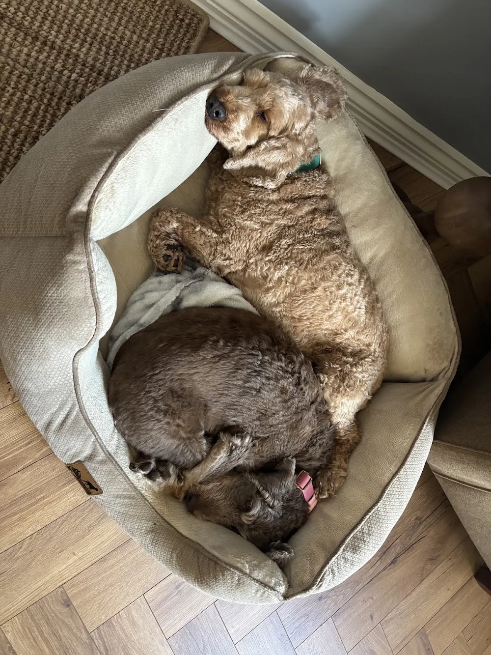 Tails in Wharfedale - Ilkley pet otel