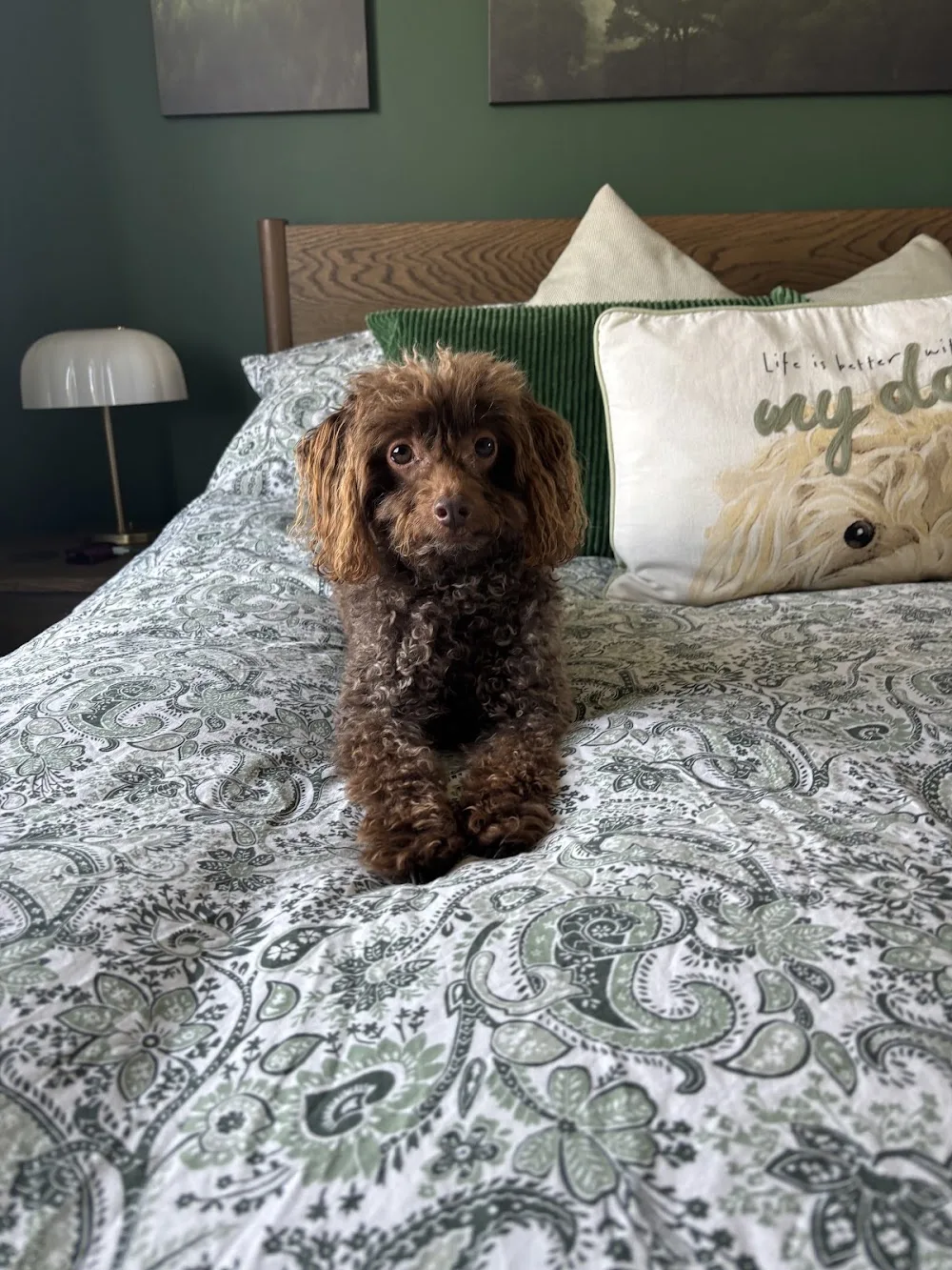Tails in Wharfedale - Ilkley pet otel görseli 3