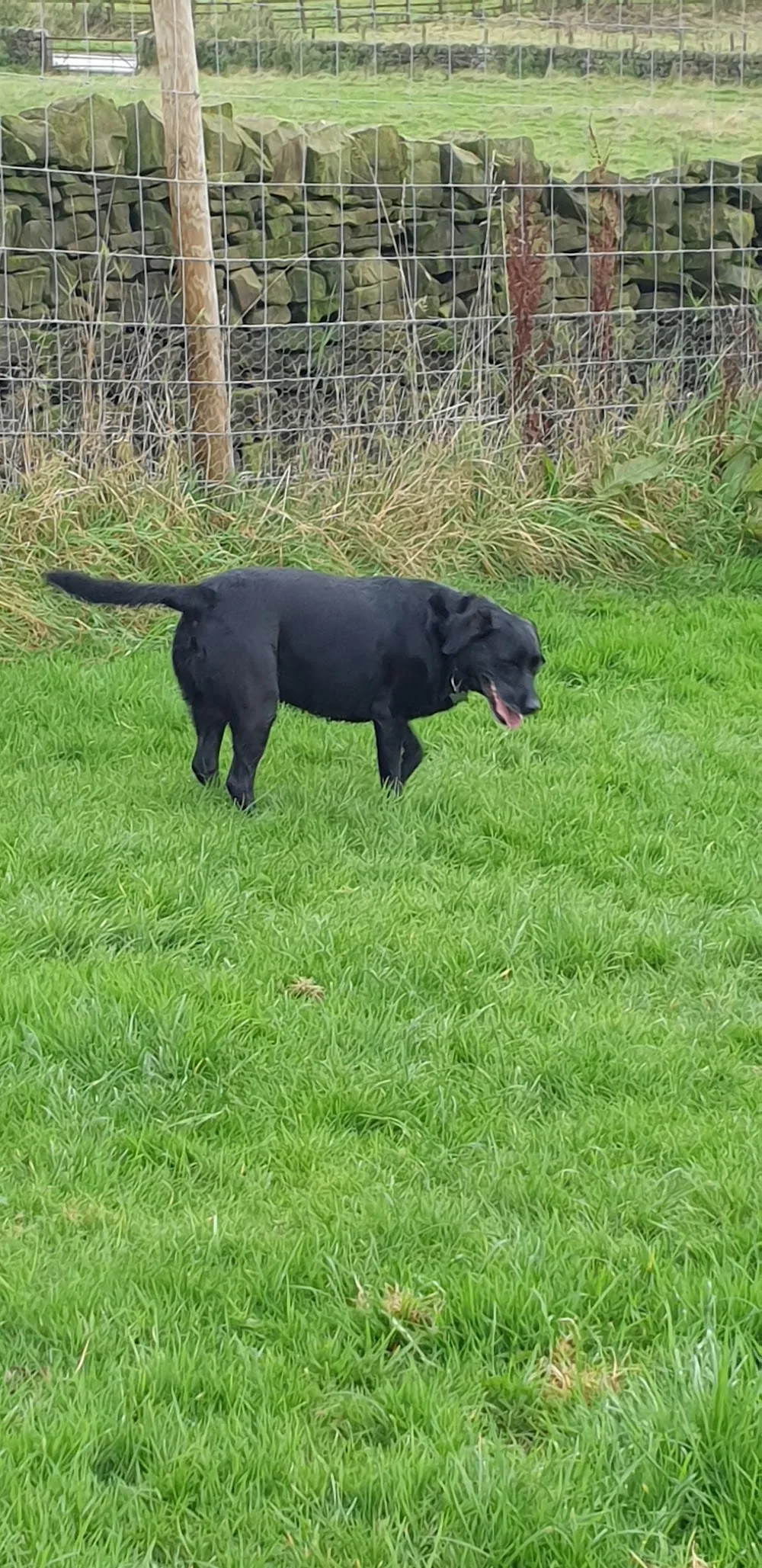 Wharfedale Kennels and Cattery - Ilkley pet otel