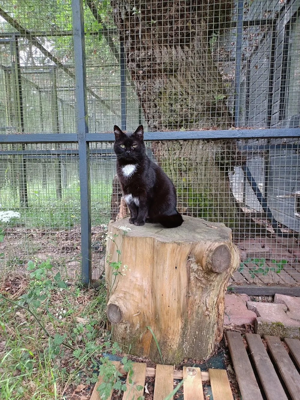 Au Chat Qui Bulle - Ille-et-Vilaine pet otel