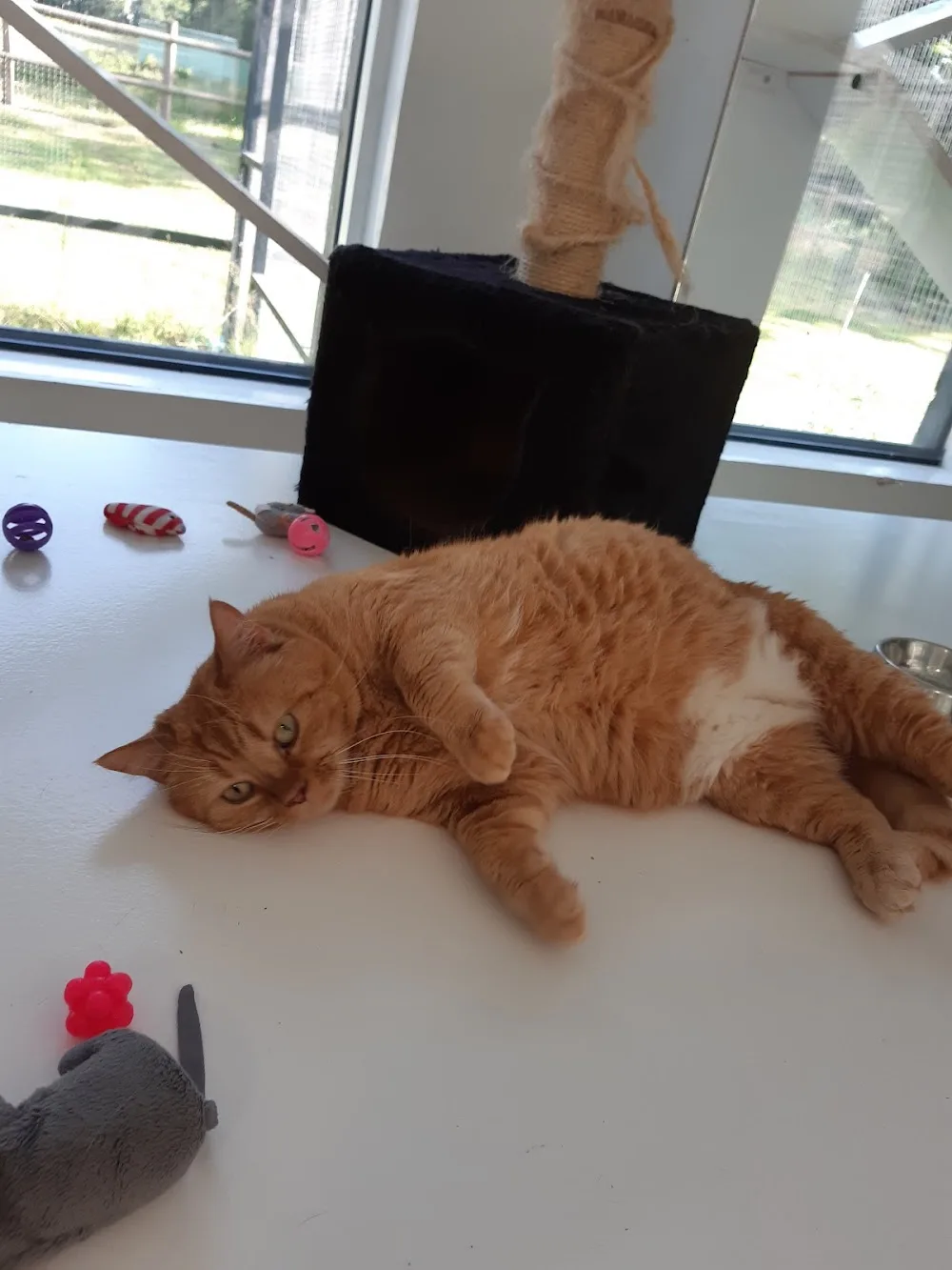 Au Chat Qui Bulle - Ille-et-Vilaine pet otel görseli 3