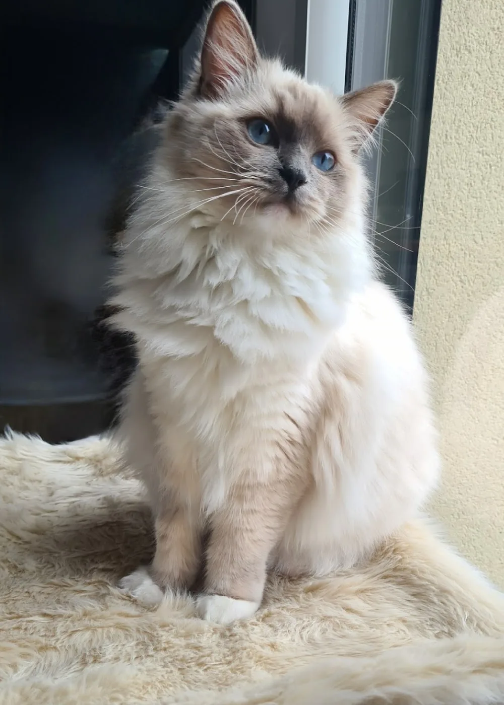 Castel Pets I Pet sitter I Garde d'animaux & Visite à Domicile I Chatterie de Ragdoll I Châteaugiron - Ille-et-Vilaine pet otel