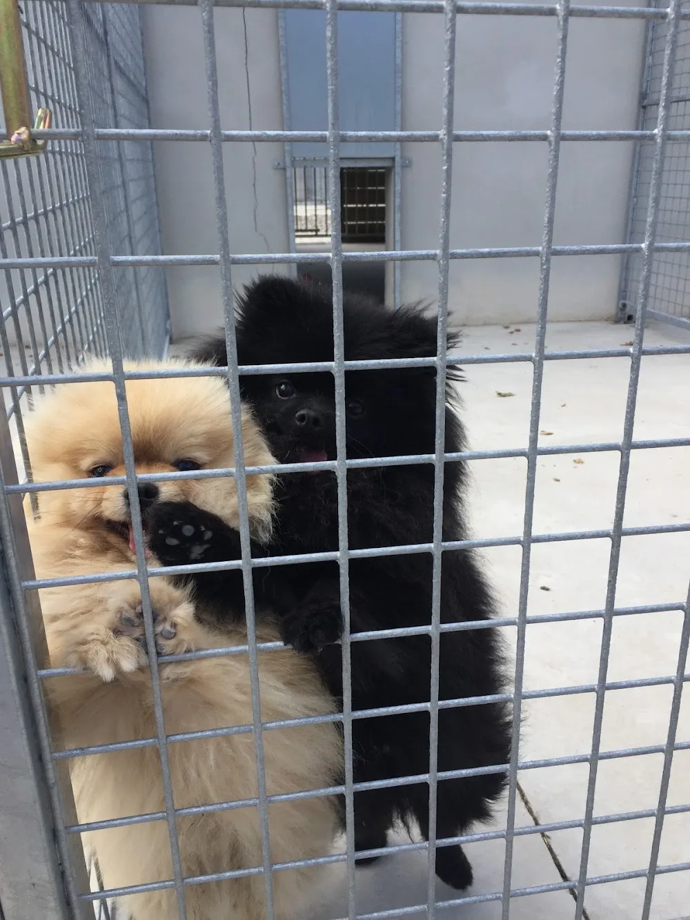 Centre Canin 35 - Ille-et-Vilaine pet otel görseli 3