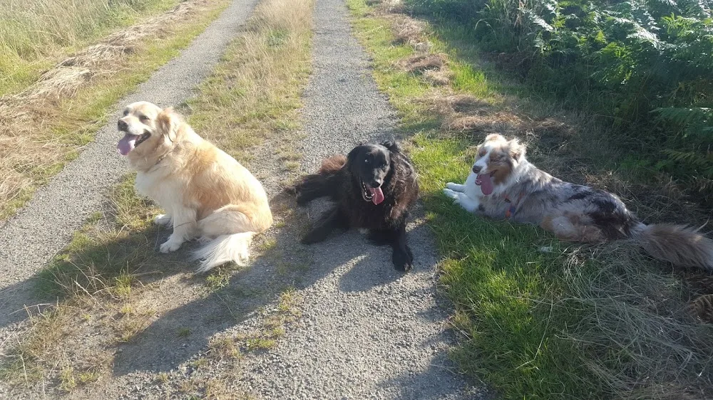Chez lili pension pour chien comme à la maison - Ille-et-Vilaine pet otel