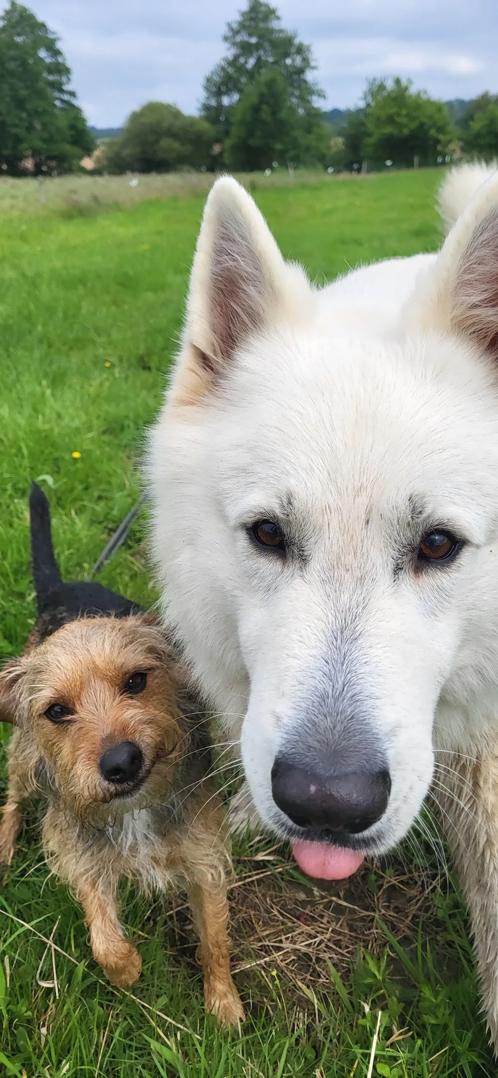 Chez lili pension pour chien comme à la maison - Ille-et-Vilaine pet otel görseli 3