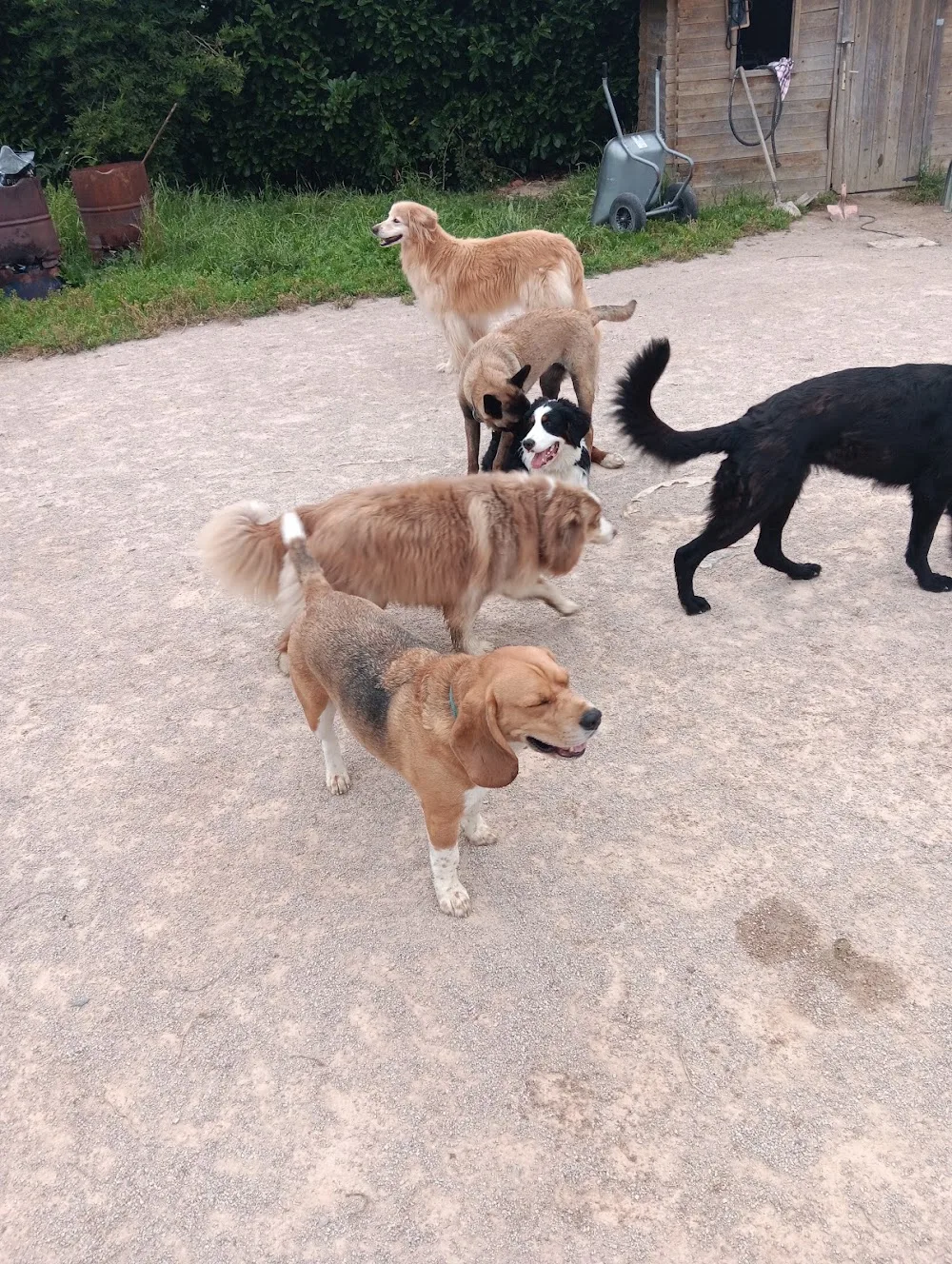 DOGOBEISSANCE - Ille-et-Vilaine pet otel görseli 3