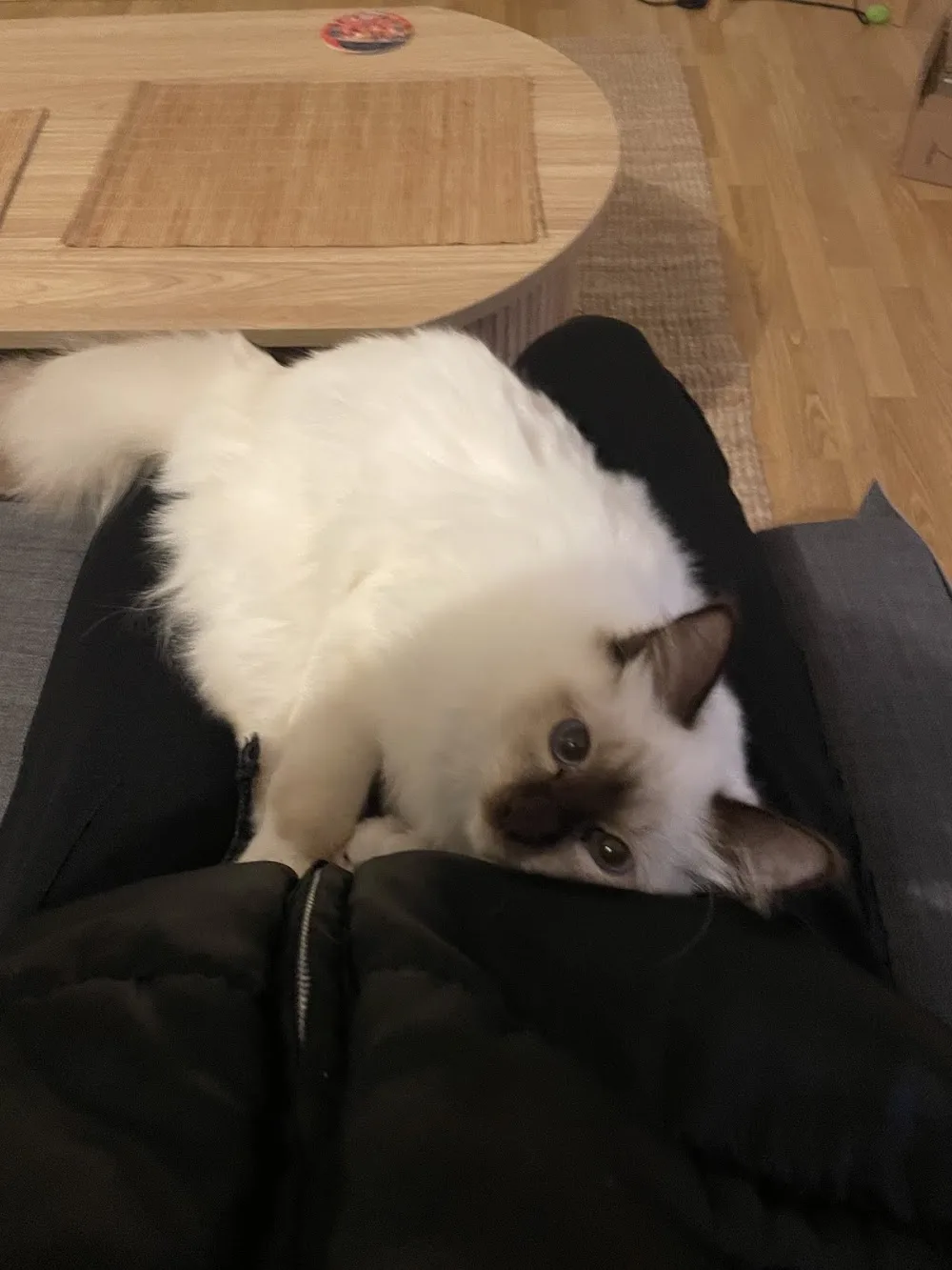 En garde ! Pet sitter à Rennes - Ille-et-Vilaine pet otel görseli 2