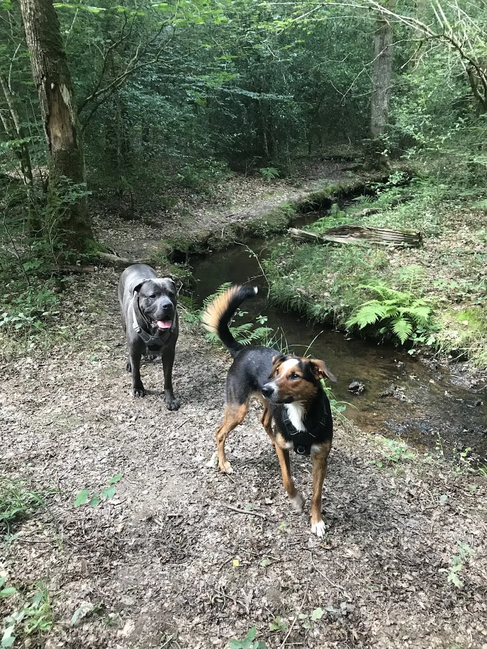 En garde ! Pet sitter à Rennes - Ille-et-Vilaine pet otel görseli 3