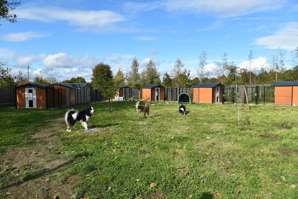La Colo de Maestro - pension canine - Ille-et-Vilaine pet otel görseli 3