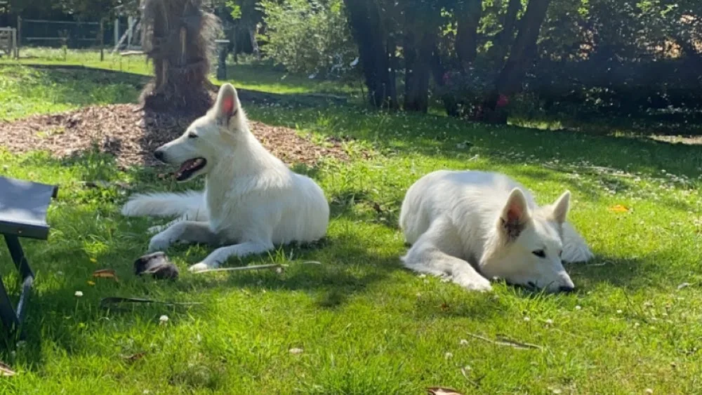 La Gare des chiens - Ille-et-Vilaine pet otel