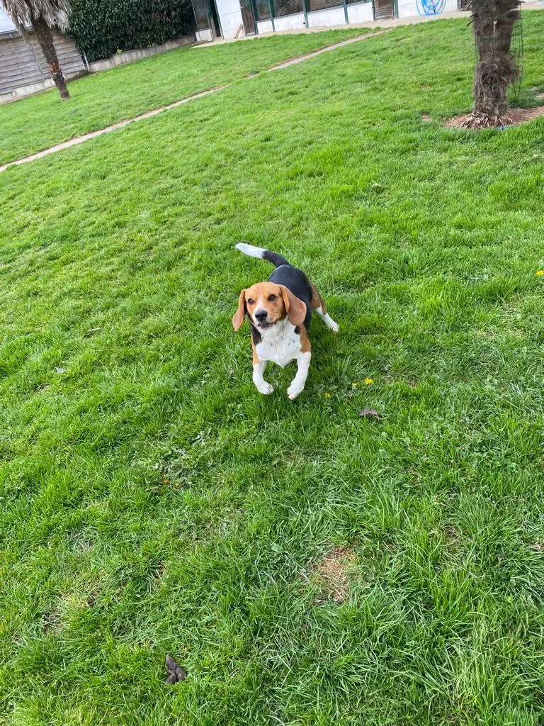 Le Bonheur des 4 Pattes - Ille-et-Vilaine pet otel görseli 3