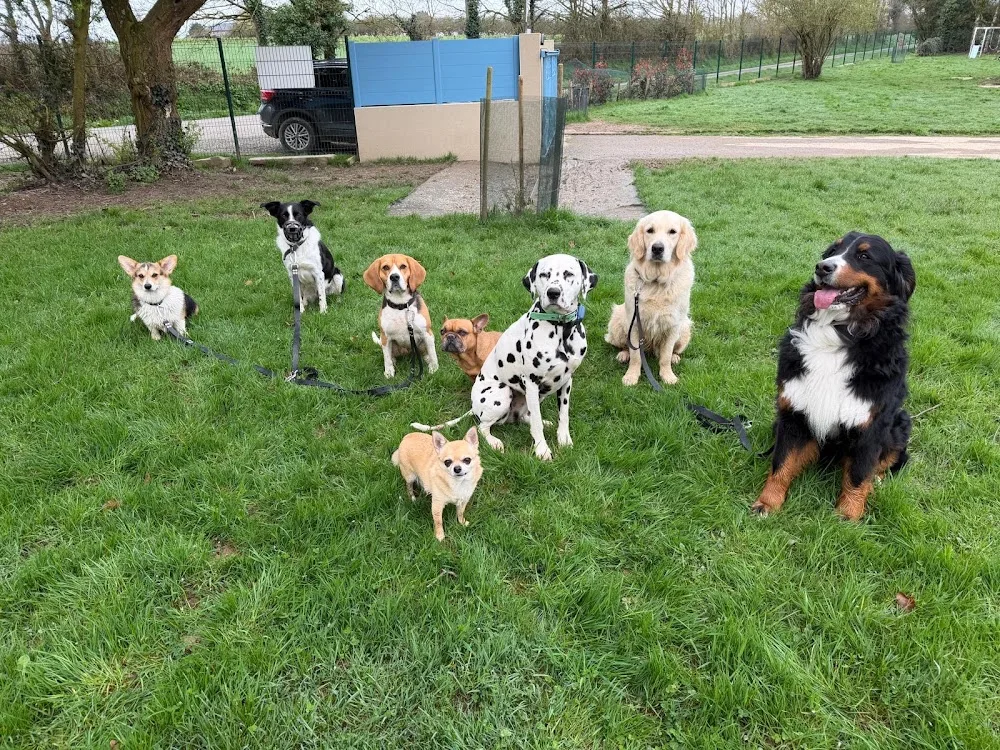Ma petite colo - pension canine - Ille-et-Vilaine pet otel görseli 2
