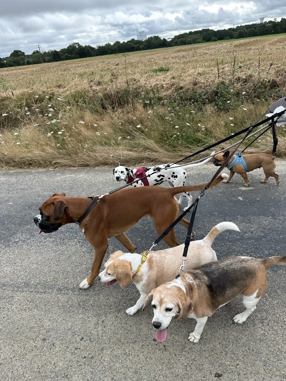 Ma petite colo - pension canine - Ille-et-Vilaine pet otel görseli 3