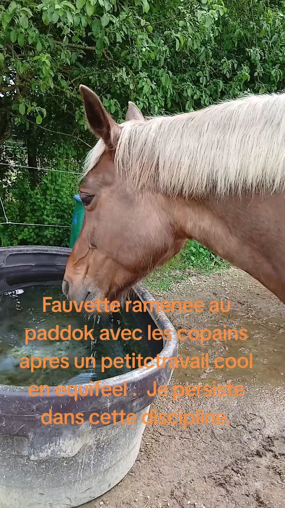 MIAOU et WOUAF | Garde animaux, Petsitter à domicile Rennes et alentours - Ille-et-Vilaine pet otel