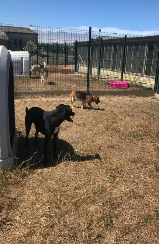 Pension Animale de la Salmonais - Ille-et-Vilaine pet otel görseli 3