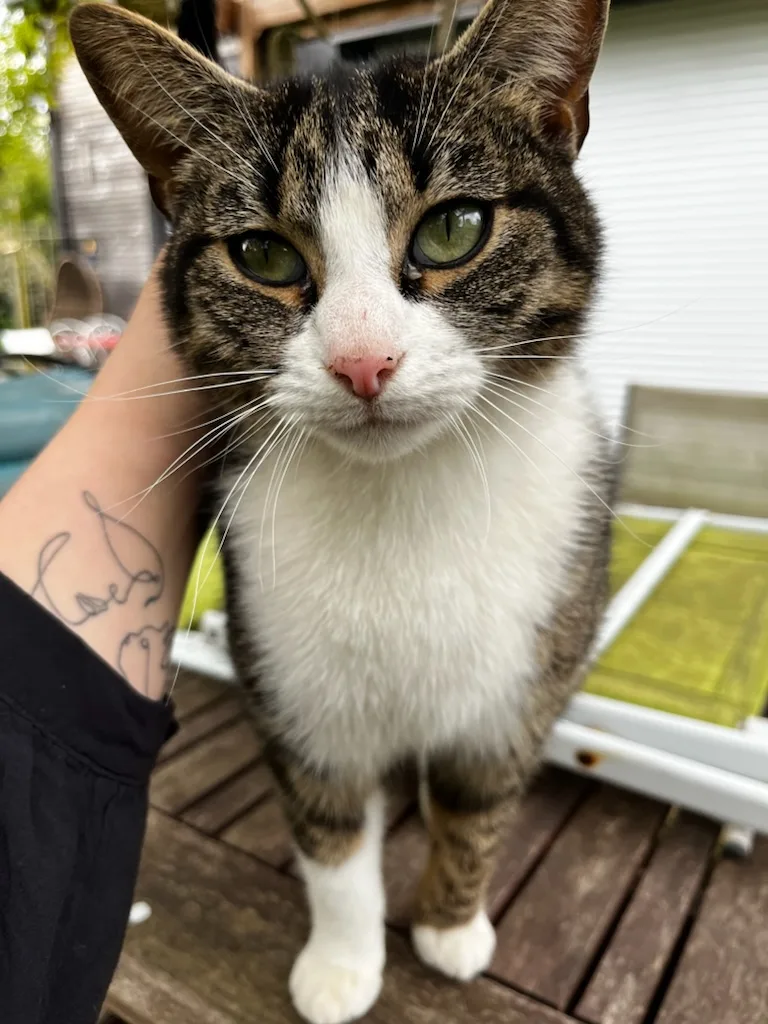 Une vie de PaChat, garde d'animaux à domicile Sud Rennes - Ille-et-Vilaine pet otel