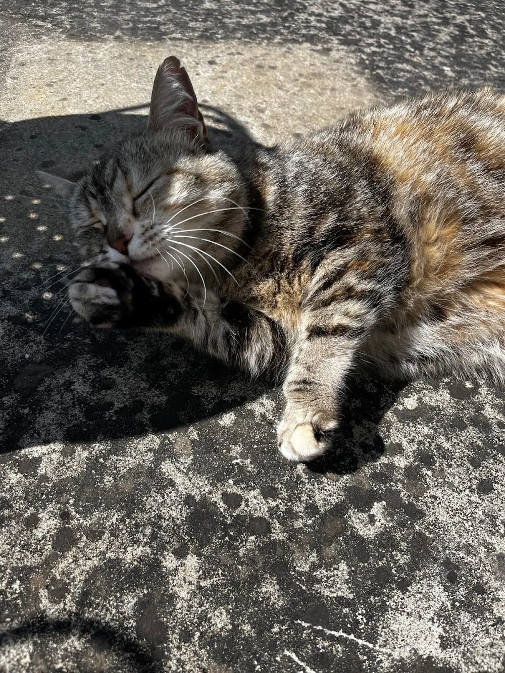 Une vie de PaChat, garde d'animaux à domicile Sud Rennes - Ille-et-Vilaine pet otel görseli 3