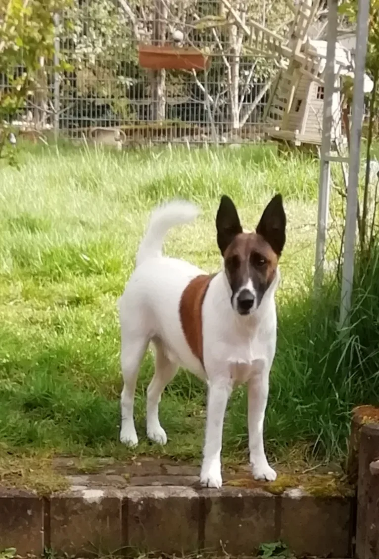 Doghouse Play & Stay - Illingen pet otel
