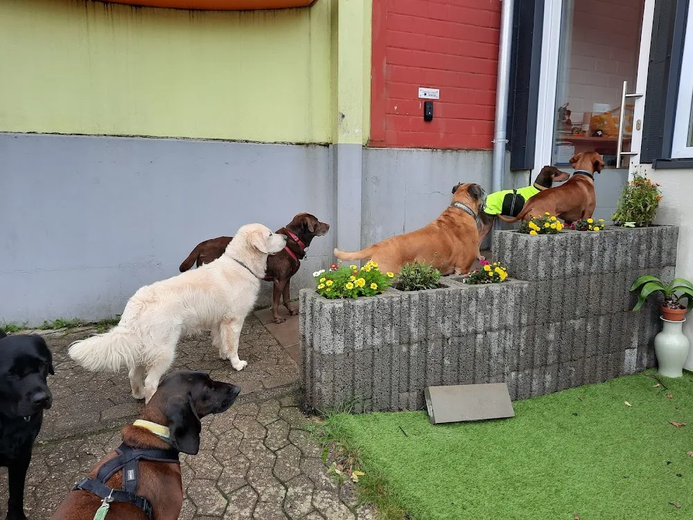 Hundehaus Oberwürzbach - Illingen pet otel görseli 3