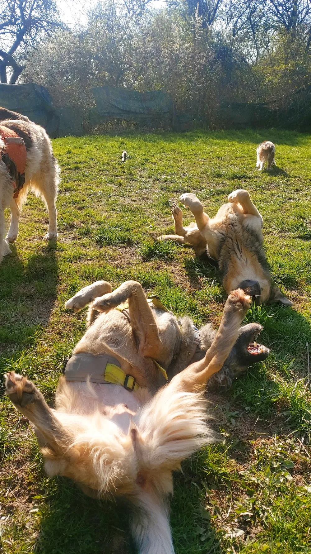 Hundehotel RUDELPARADIES - Illingen pet otel