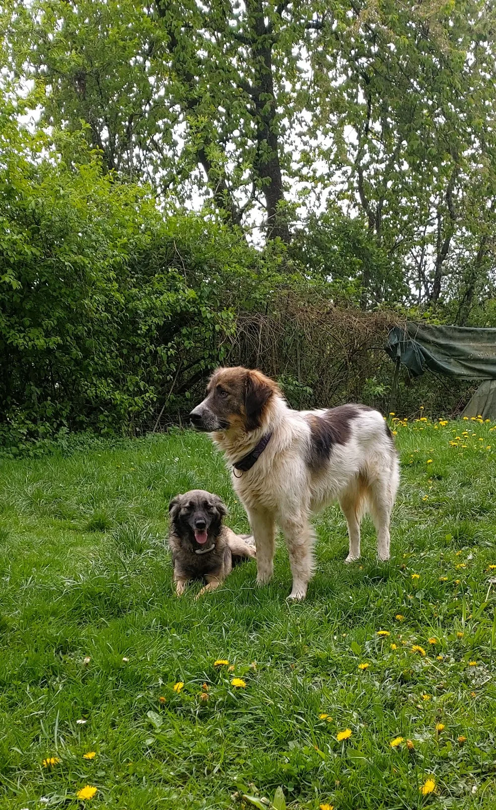 Hundehotel RUDELPARADIES - Illingen pet otel görseli 3