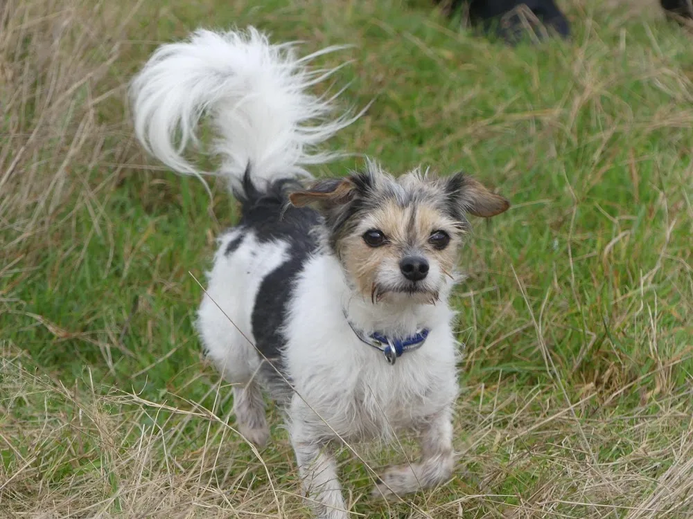 Hundepension Hundepassion - Illingen pet otel