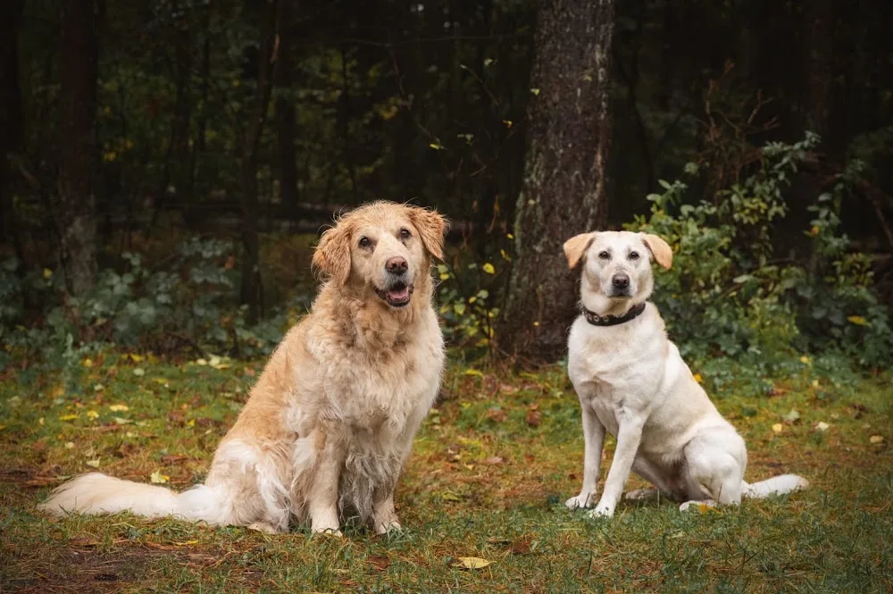Hundepension Hundepassion - Illingen pet otel görseli 3