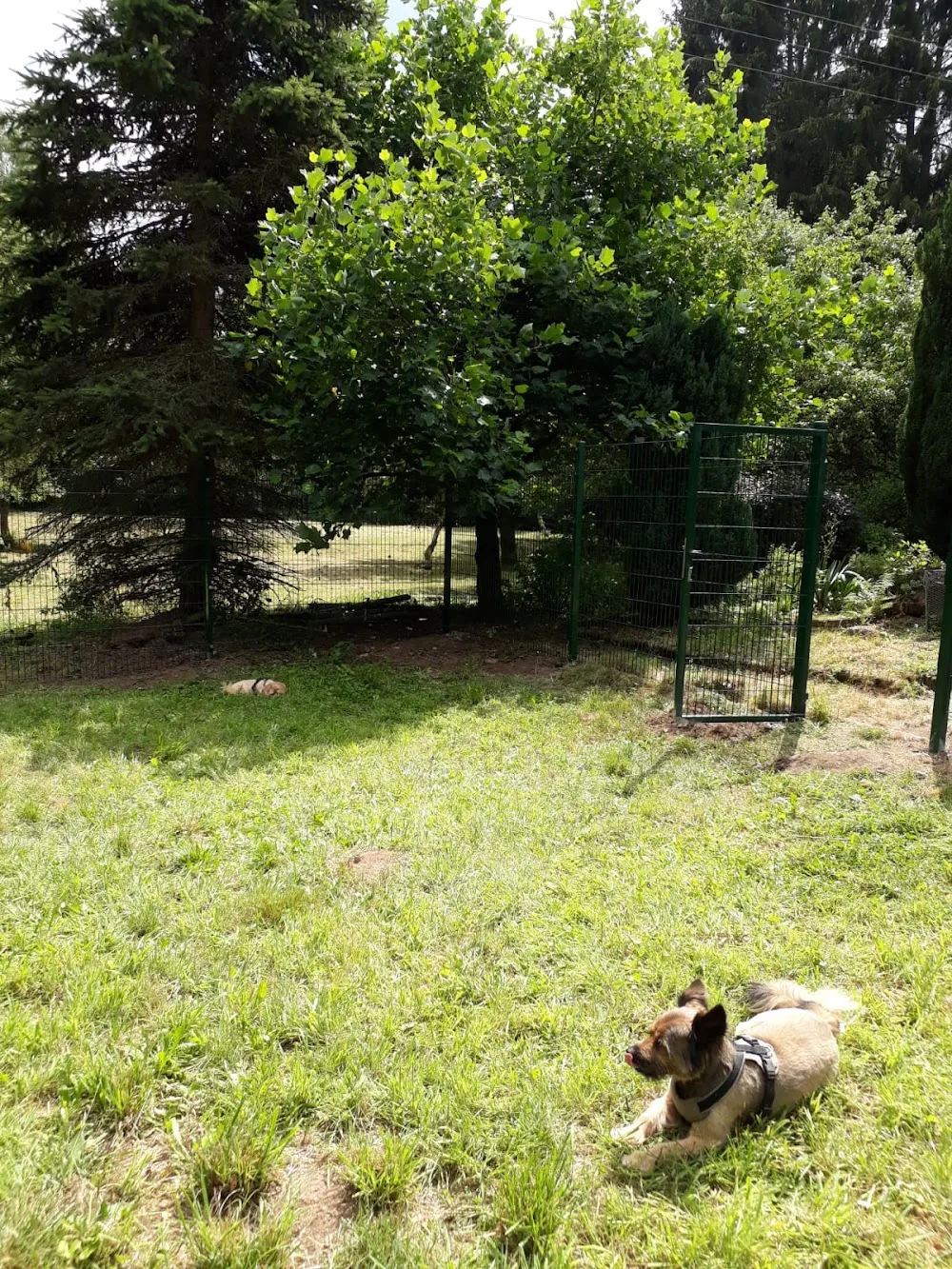 Hundepension und Hundetagesstätte FRIDOLIN - Adrienne Krämer - Illingen pet otel