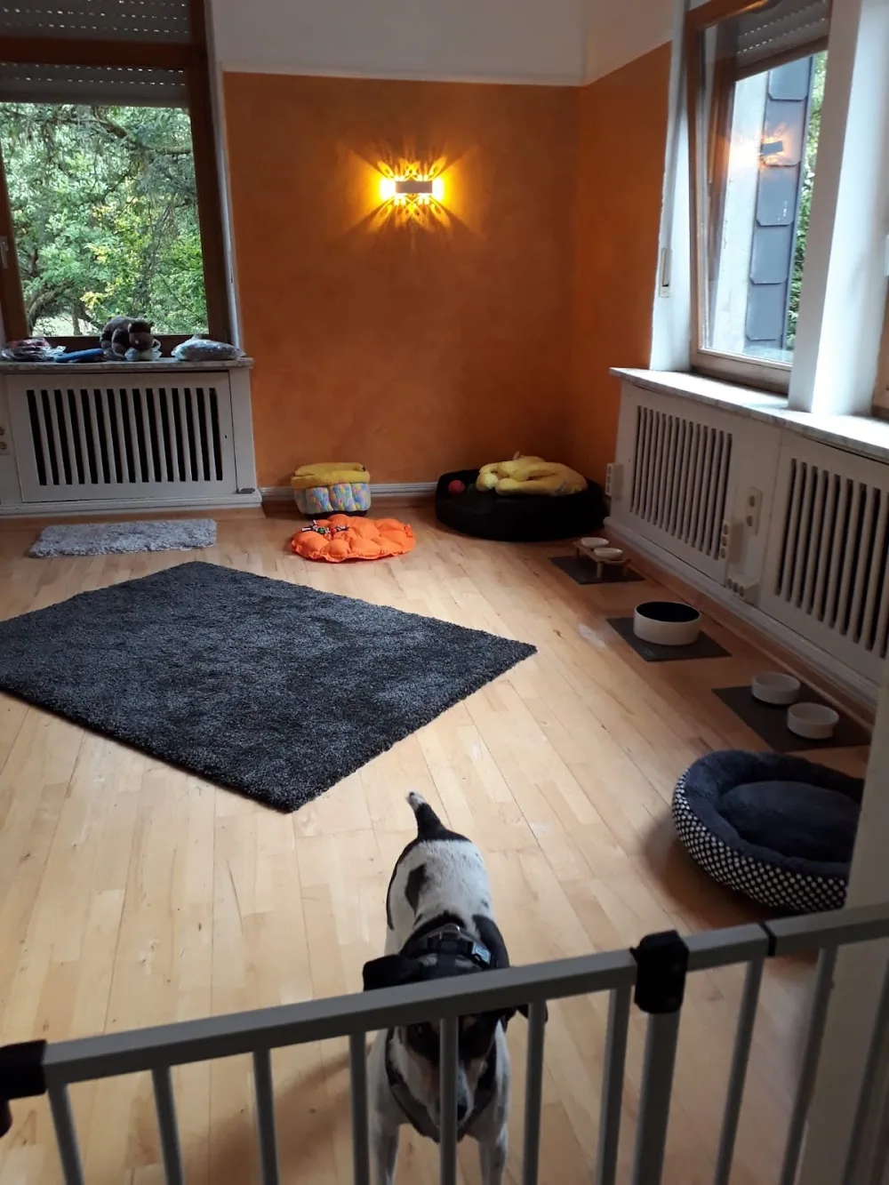 Hundepension und Hundetagesstätte FRIDOLIN - Adrienne Krämer - Illingen pet otel görseli 3