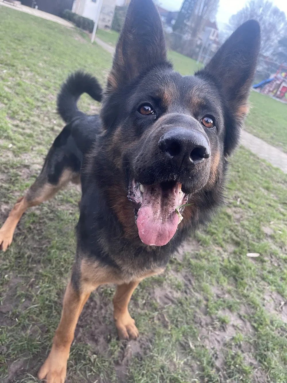 Hundepension Wahl - Illingen pet otel görseli 3