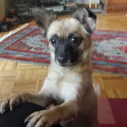 Hundepension Wahl - Illingen pet otel görseli 5