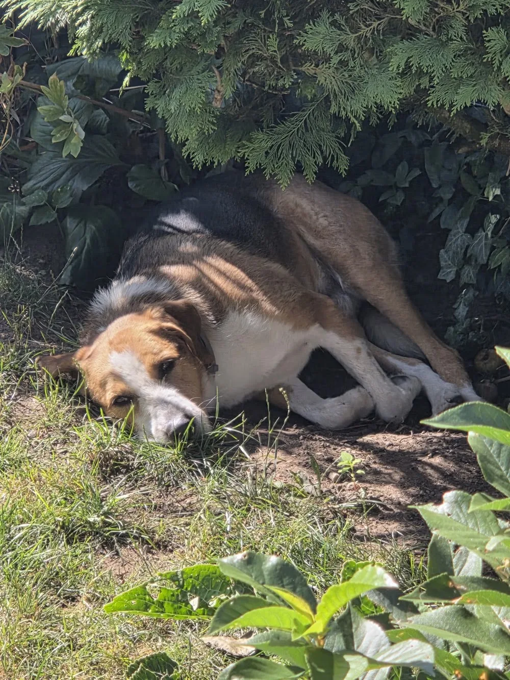 HuTa Saar Hundetagesstätte / Hundepension / Hundeschule - Illingen pet otel