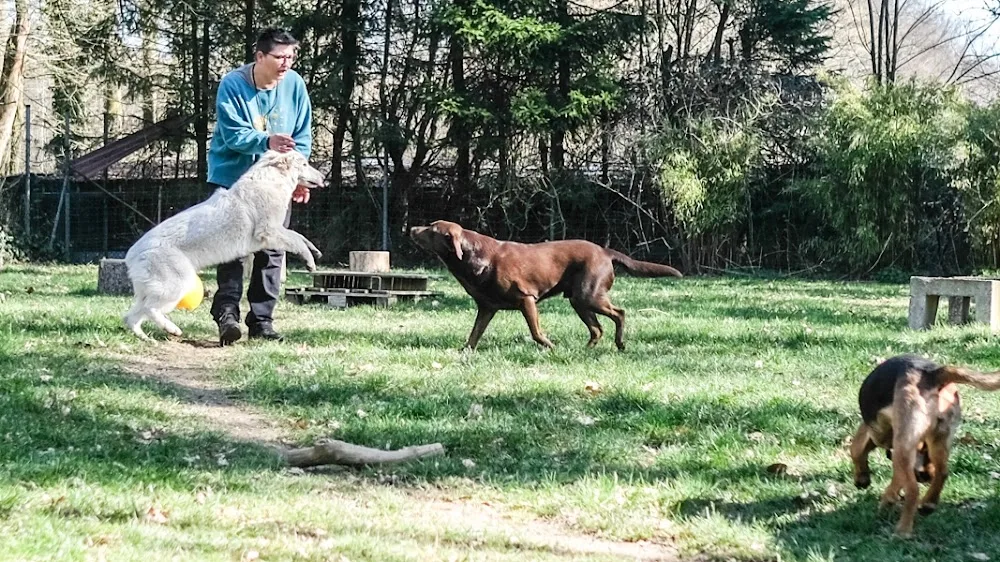 HuTa Saar Hundetagesstätte / Hundepension / Hundeschule - Illingen pet otel görseli 3