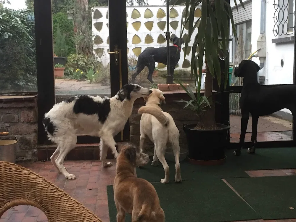 Mobile Hundebetreuung und Hundetraining - Christiane Reinig - Illingen pet otel görseli 3
