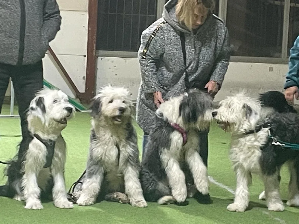 Rohrbacher Hundeschule und Hundepension - Illingen pet otel görseli 2