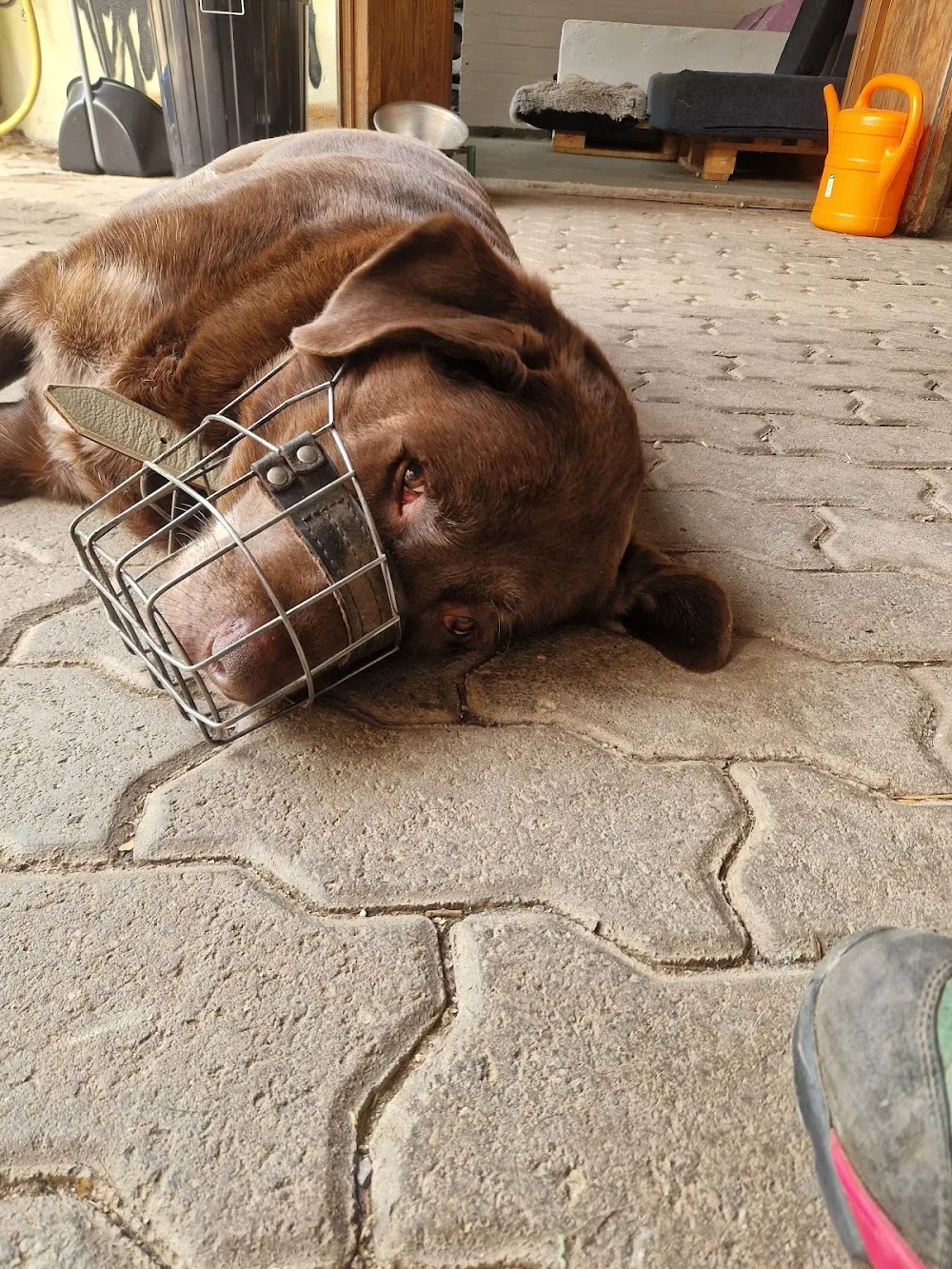 Streunerei Hundebetreuung Siersburg - Illingen pet otel görseli 3