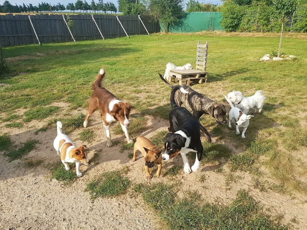 Hundebetreuung & Gassi Service - Ilmenau pet otel