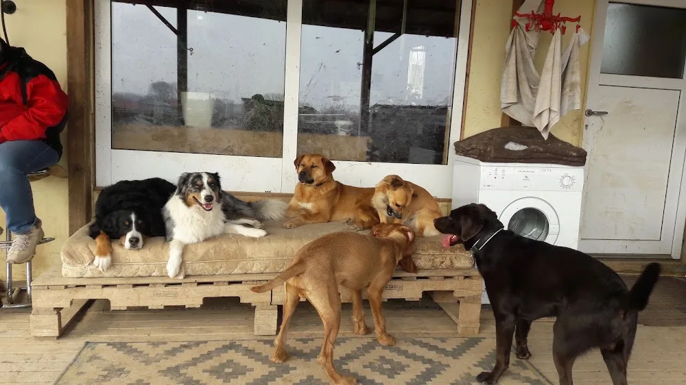 Hundebetreuung & Gassi Service - Ilmenau pet otel görseli 3