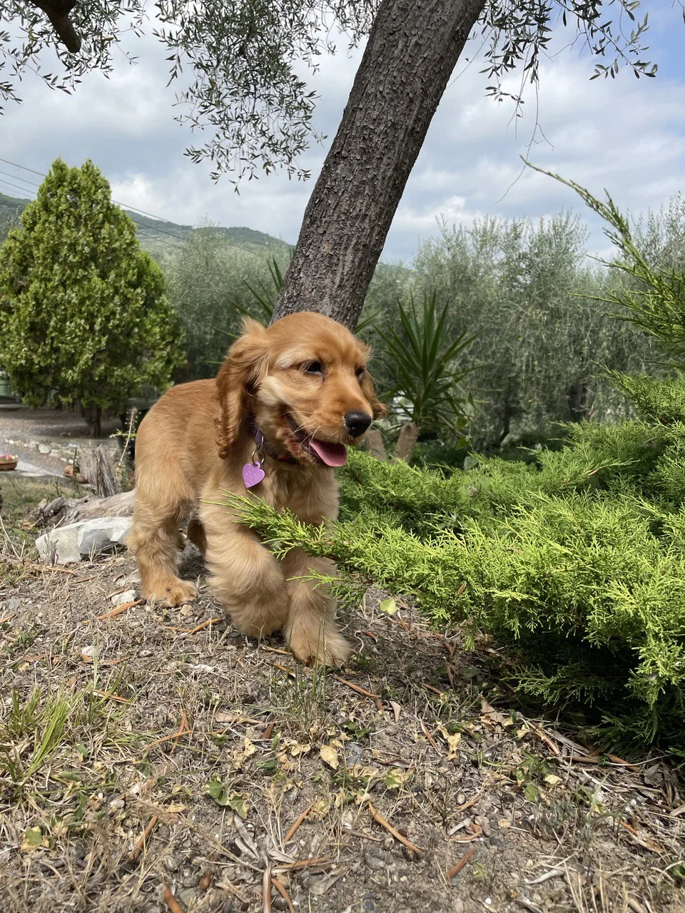 Gli Ulivi | Pensione per Cani e Gatti - Imperia pet otel