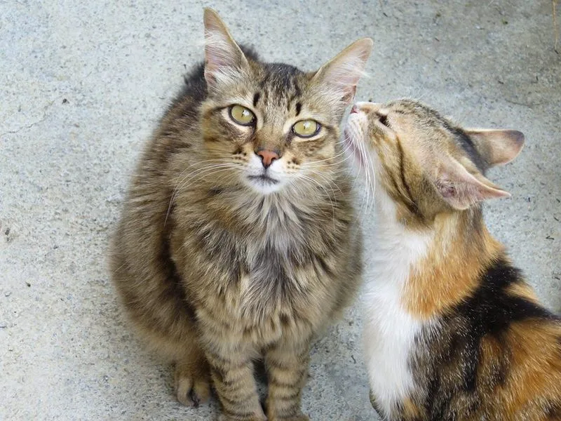 La Cucciola Pensione per Cani - Imperia pet otel görseli 3