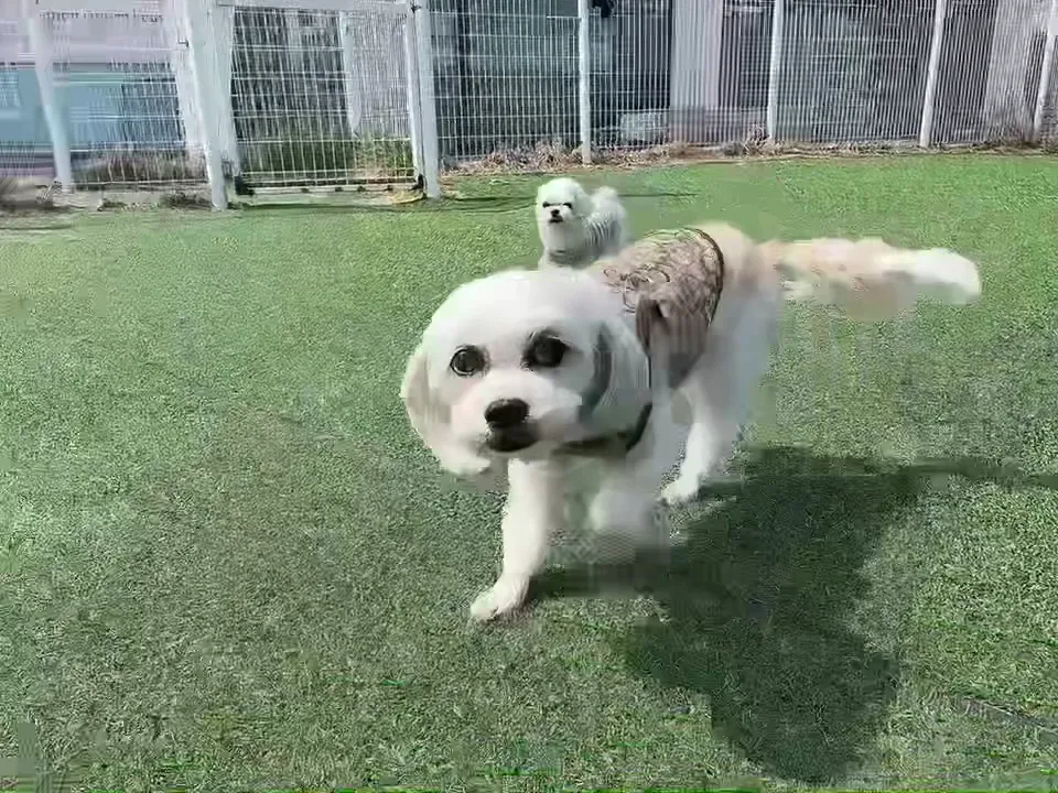 AND Pet Hotel - Incheon pet otel