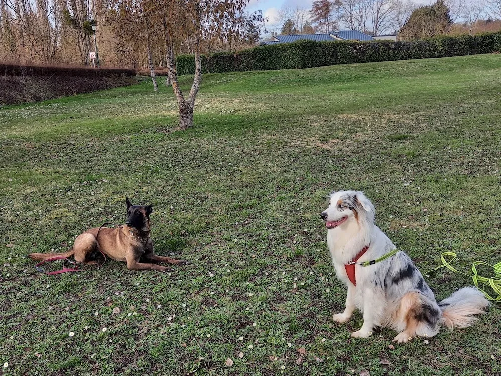 Dogaction Educateur et pension Canine 36 - Indre pet otel