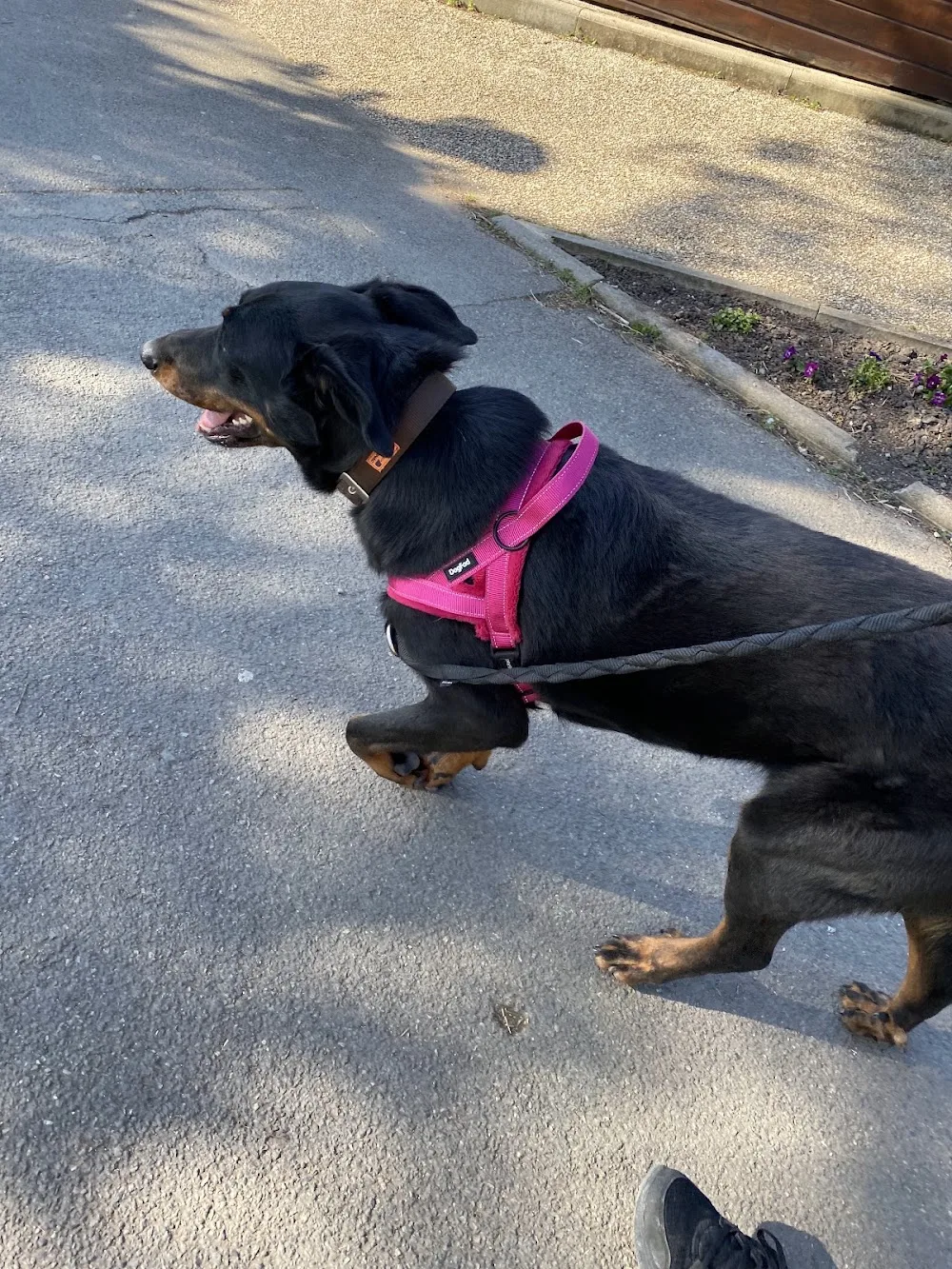 Dogaction Educateur et pension Canine 36 - Indre pet otel görseli 3