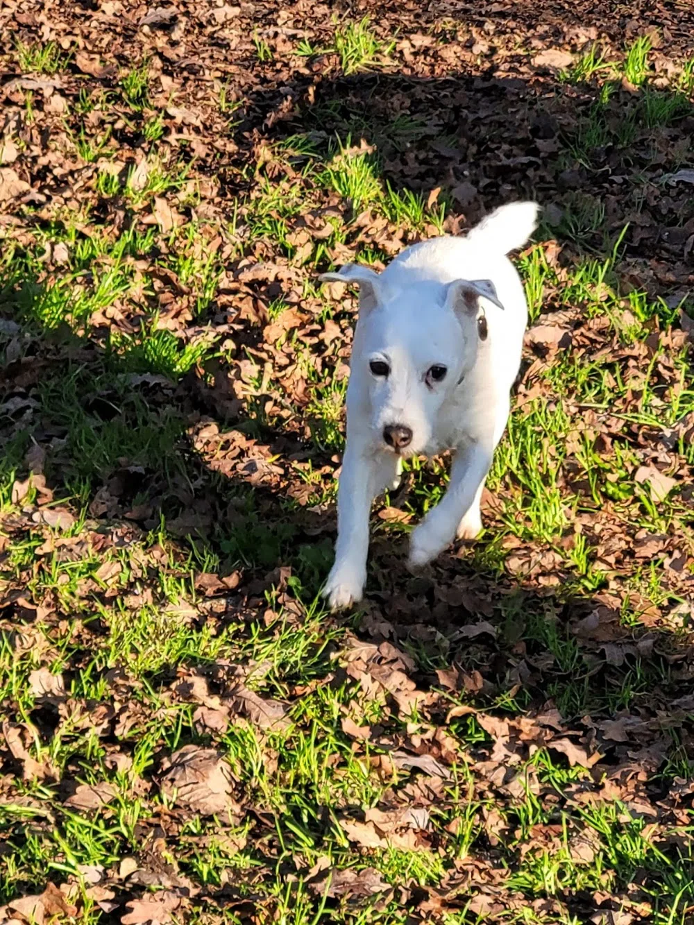 Domaine d'Andor - Élevage & Pension canine - Indre pet otel görseli 3