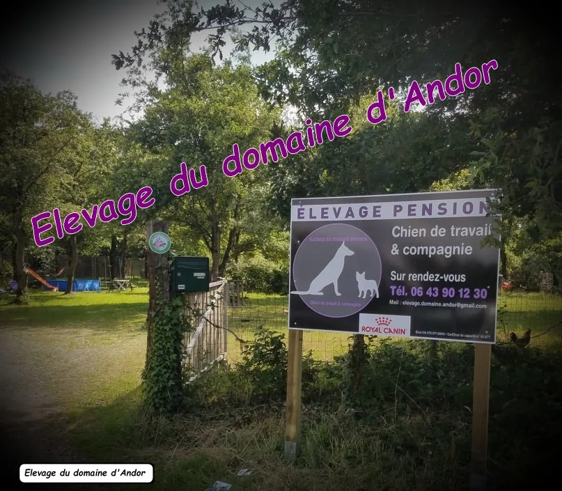 Domaine d'Andor - Élevage & Pension canine - Indre pet otel görseli 6