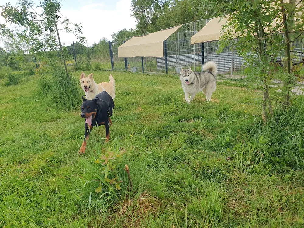 Phoenix Garden (Pension canine) UNIQUEMENT SUR RDV - Indre-et-Loire pet otel görseli 2